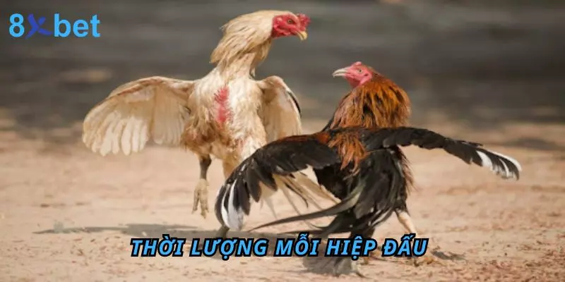 Đá Gà Thomo 8Xbet – Sân Chơi Đỉnh Cao Cho Anh Em Đam Mê Thời lượng mỗi hiệp đấu