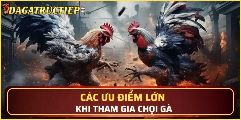 Các ưu điểm lớn khi tham gia chọi gà
