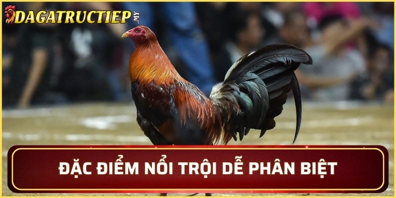 Đặc điểm nổi trội dễ phân biệt