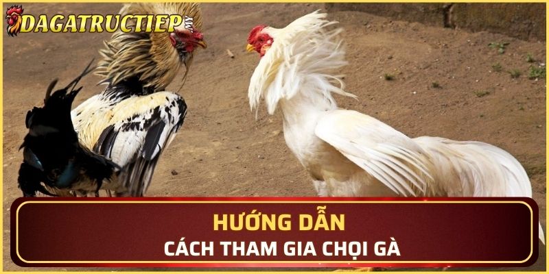 Hướng dẫn cách tham gia chọi gà