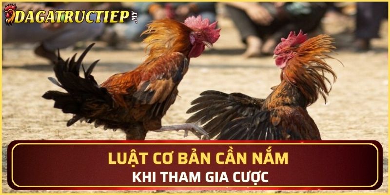 Luật cơ bản cần nắm khi tham gia cược