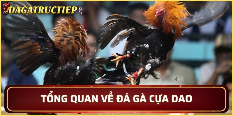 Tổng quan về đá gà cựa dao