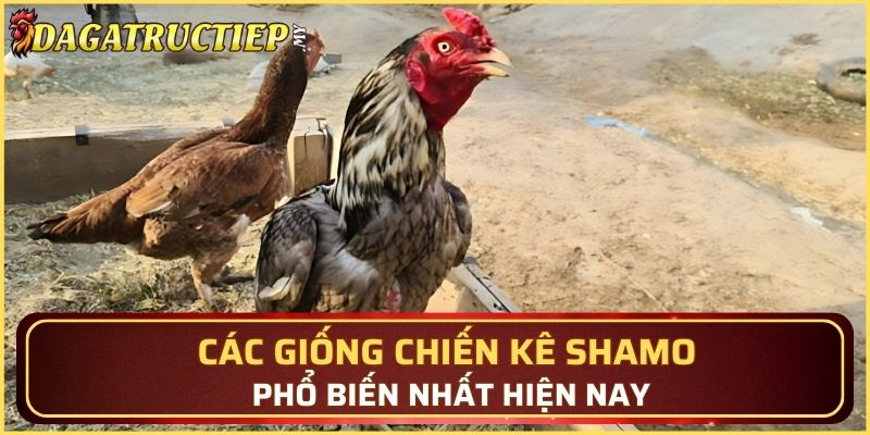 Các giống chiến kê Shamo phổ biến nhất hiện nay
