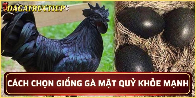 Cách chọn giống gà mặt quỷ khỏe mạnh