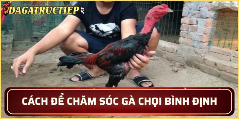 Cách để chăm sóc gà chọi Bình Định