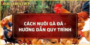 cách nuôi gà đá