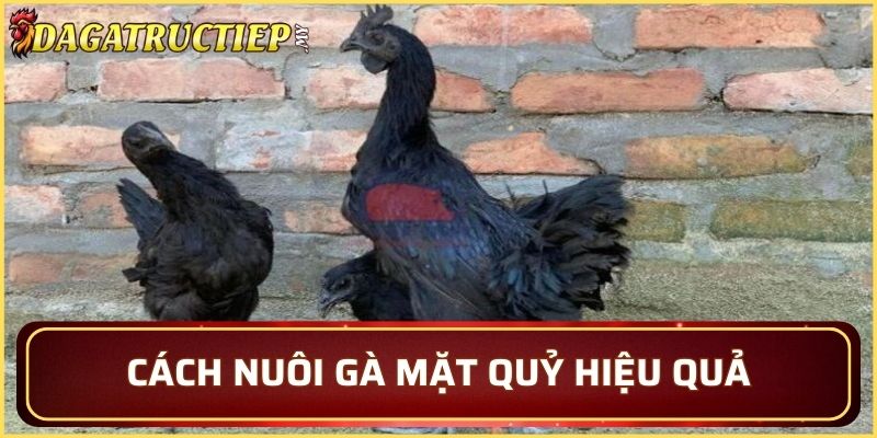 Cách nuôi gà mặt quỷ hiệu quả