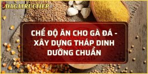 Chế độ ăn cho gà đá