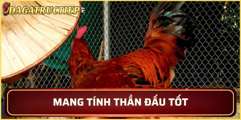 Chiến đấu bằng toàn bộ sức mạnh