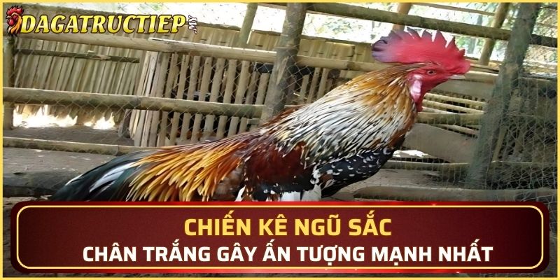 Chiến kê ngũ sắc chân trắng gây ấn tượng mạnh nhất