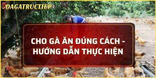 cho gà ăn đúng cách