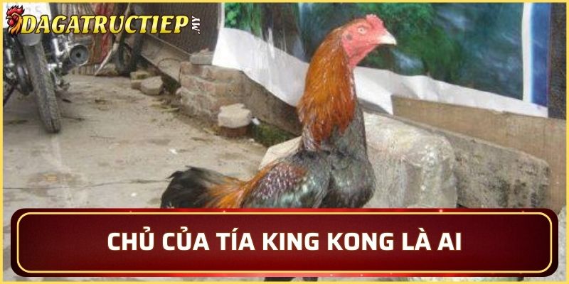 Chủ của Tía King Kong là ai