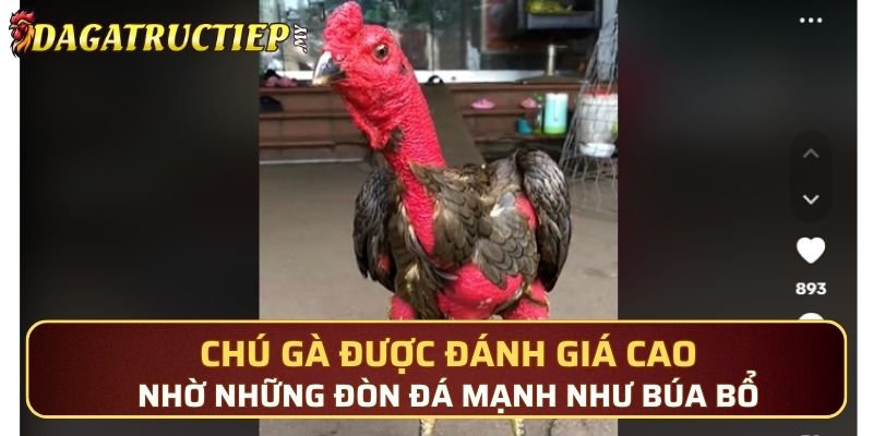 Chú gà được đánh giá cao nhờ những đòn đá mạnh như búa bổ