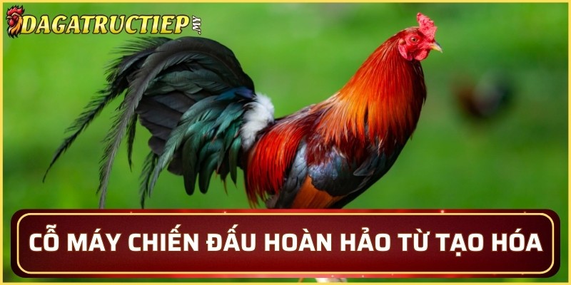Cỗ máy chiến đấu hoàn hảo từ tạo hóa