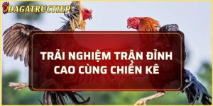 Đá gà cựa dao