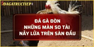 đá gà đòn