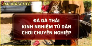 đá gà Thái