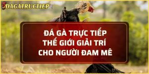 đá gà trực tiếp