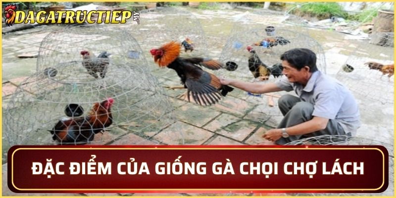 Đặc điểm của giống gà chọi Chợ Lách