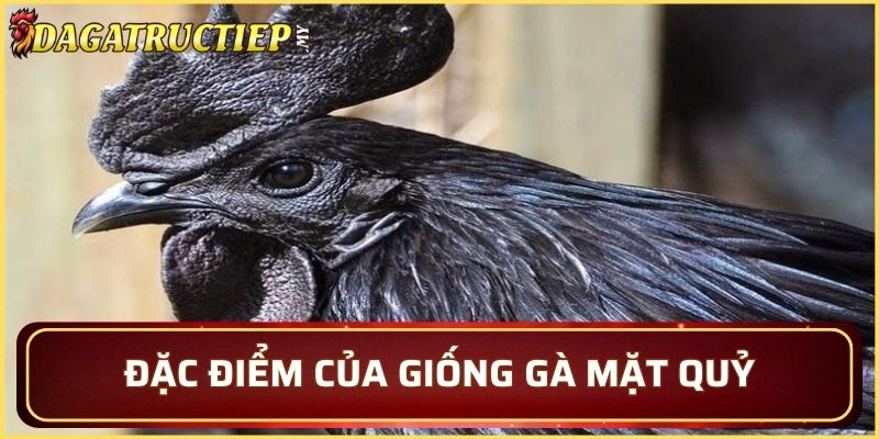Đặc điểm của giống gà mặt quỷ