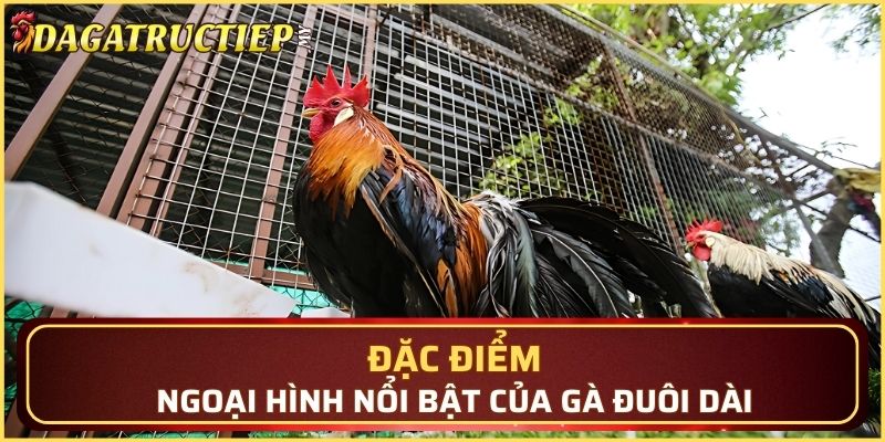 Đặc điểm ngoại hình nổi bật của gà cảnh đuôi dài
