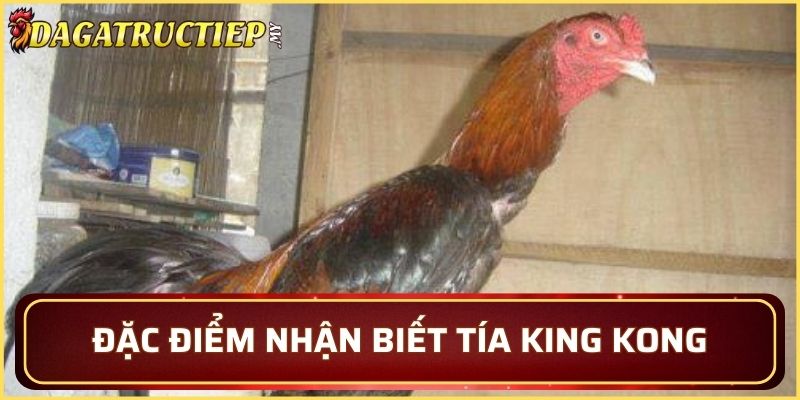 Đặc điểm nhận biết Tía King Kong
