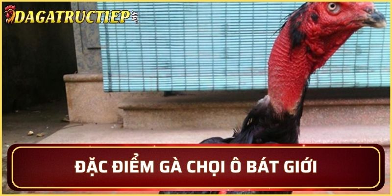 Đặc điểm nổi bật của chiến kê Ô Bát Giới