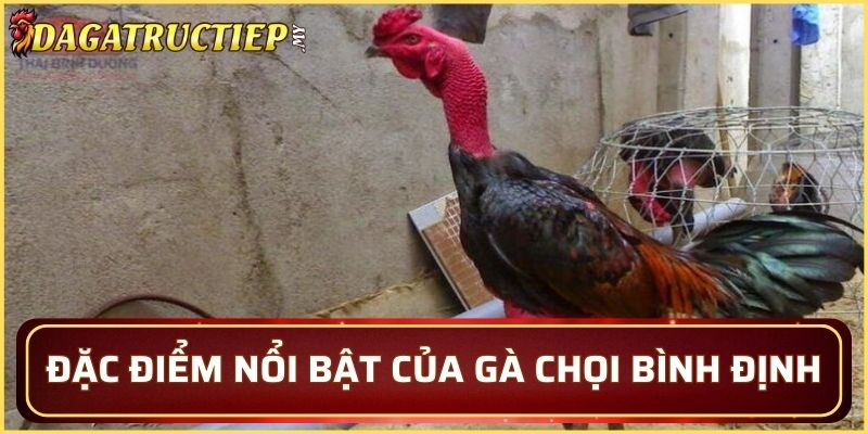 Đặc điểm nổi bật của gà chọi Bình Định