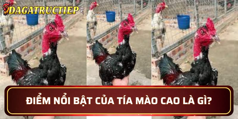 Điểm nổi bật của Tía Mào Cao là gì?