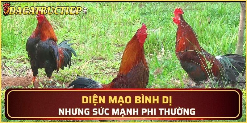 Diện mạo bình dị nhưng sức mạnh phi thường