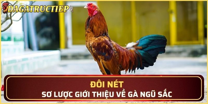Đôi nét sơ lược giới thiệu về gà ngũ sắc