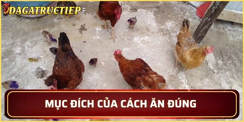 Đôi nét về cách thức cho gà ăn đúng cách