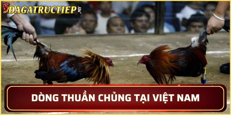 Dòng thuần chủng có xuất hiện tại Việt Nam