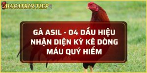 gà Asil