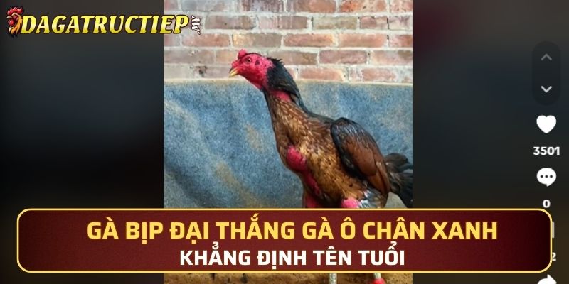 Gà Bịp đại thắng gà Ô chân xanh khẳng định tên tuổi