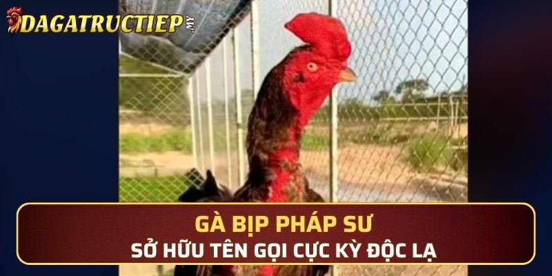 Gà Bịp Pháp Sư sở hữu tên gọi cực kỳ độc lạ