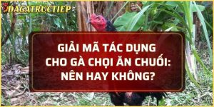 gà chọi ăn chuối
