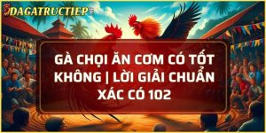 Gà chọi ăn cơm có tốt không