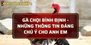 gà chọi Bình Định