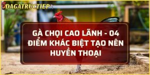 gà chọi Cao Lãnh