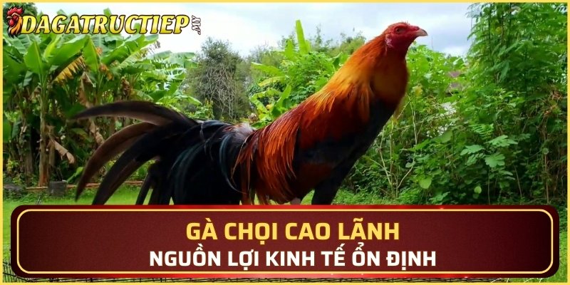 Gà chọi Cao Lãnh - Nguồn lợi kinh tế ổn định