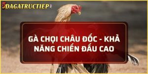 Gà chọi Châu Đốc