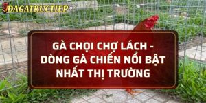 Gà chọi Chợ Lách