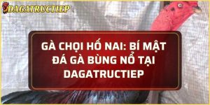 Gà chọi hố nai
