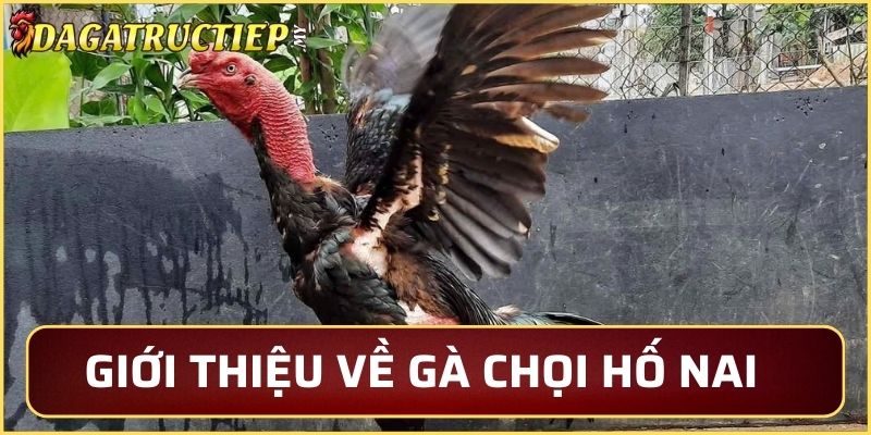 Giới thiệu tổng quan về gà chọi hố nai