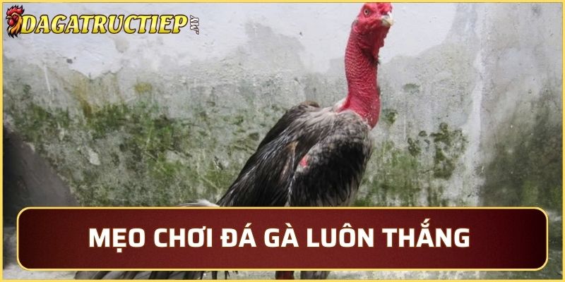 Mẹo chơi hay tăng chiến thắng