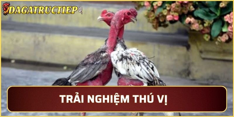 Cảm giác thú vị khi xem trực tiếp trên màn ảnh nhỏ