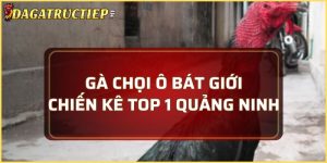 gà chọi Ô Bát Giới