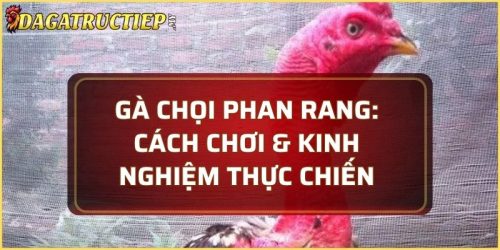 Gà chọi phan rang