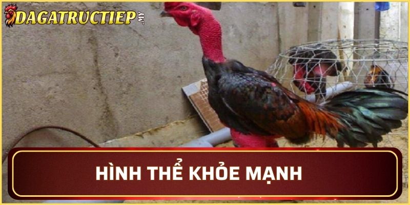 Chiến kê khỏe mạnh mang hình thể săn chắc